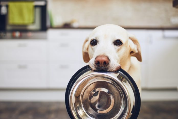 Come scegliere il cibo per cani