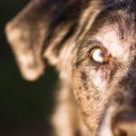 La bocca del cane assume significati diversi a seconda della posizione assunta dagli altri organi “indicatori”.